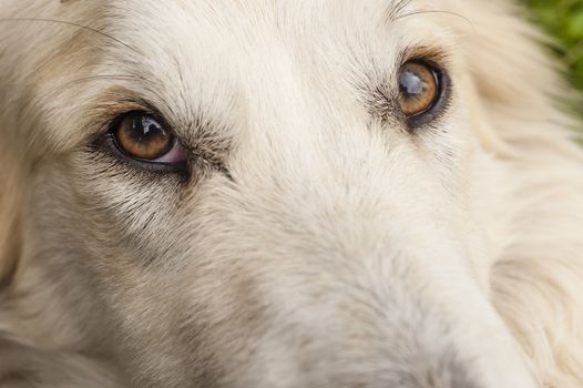 Close up of a white dog face with focus on his eye