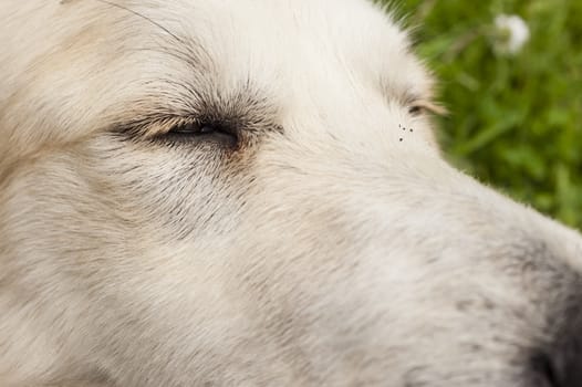 Close up of a white dog face with focus on his eye