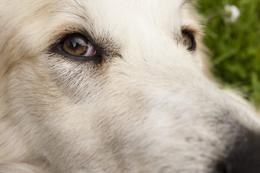 Close up of a white dog face with focus on his eye