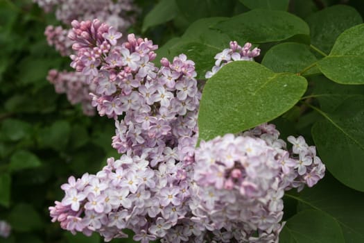 syringa vulgaris