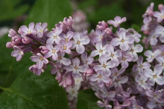 syringa vulgaris