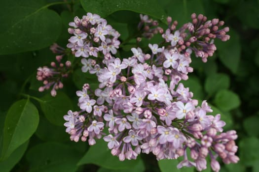 syringa vulgaris