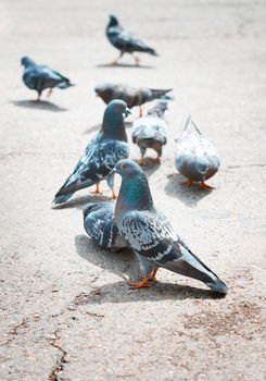 Close-up photo of the pigeons on a London street