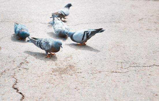 Close-up photo of the pigeons on a London street