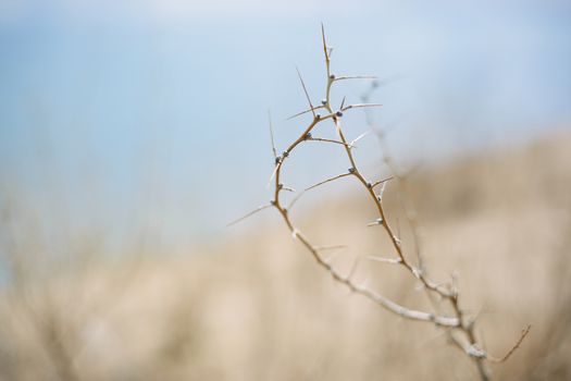 Close-up photo of the dried burr in desert land