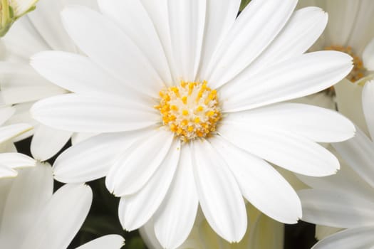 White Daisy Bushes Close Up macro image.