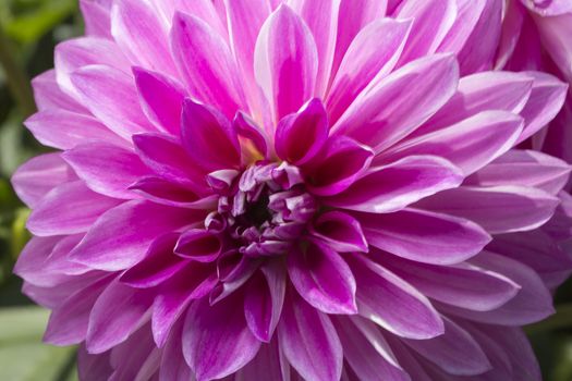 Pink and Purple Dahlia Flower Cloe Up.