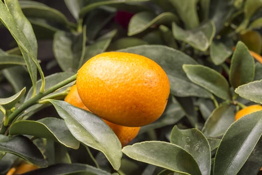 Orange Kumquat Close Up on its tree.