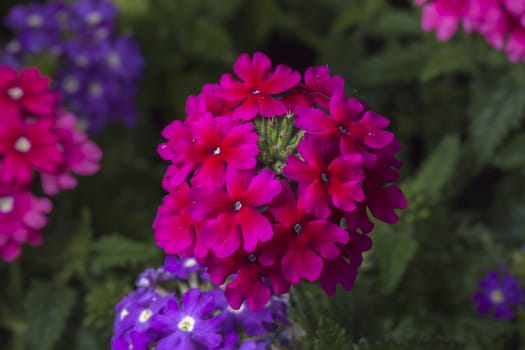 Verbena Flower Close Up macro image with green background.