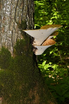 Mushroom Polyporus squamosus, growing on a tree (Polyporus Squamosus)