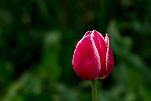 Bud of a Tulip on a green blurred background