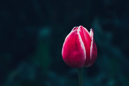 Bud of a Tulip, tinted, Bud of a Tulip on a green blurred background