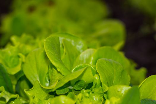 the lettuce in the garden with blurred background