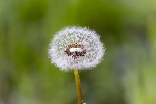 Dandelion furry close-up on a Dim background of green grass