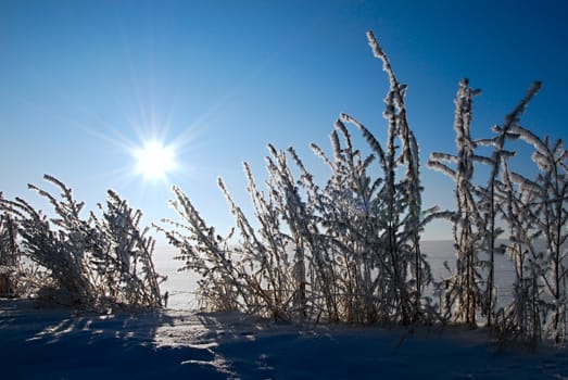 Winter scenery with small bush and sun.