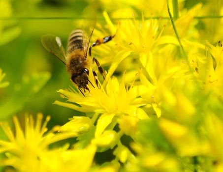 Honeybee (Apis mellifera) pollinated yellow flower.