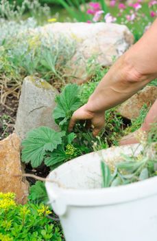 Garden work with flower and weed.