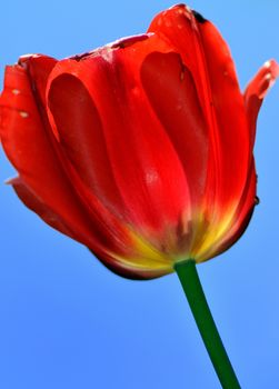 Photo of red tulip against blue sky.