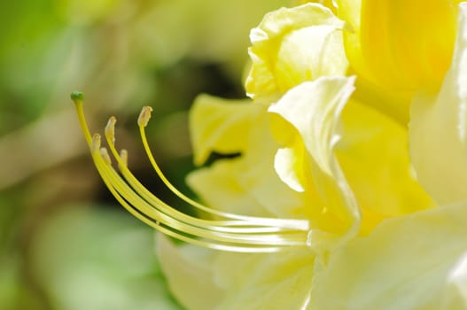 Close-up shoot of blow of yellow azalea.