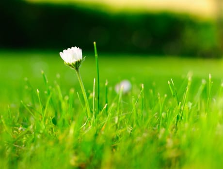 Detail image of white daisy in the spring garden.