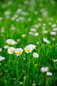 Closeup image of white daisy in spring green grass.