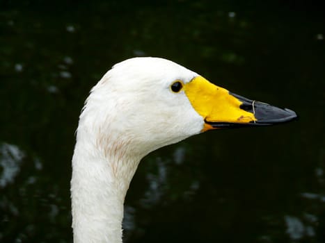 Goose head.