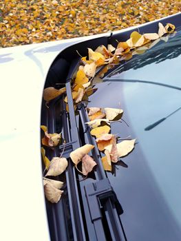 Car at autumn under the tree.