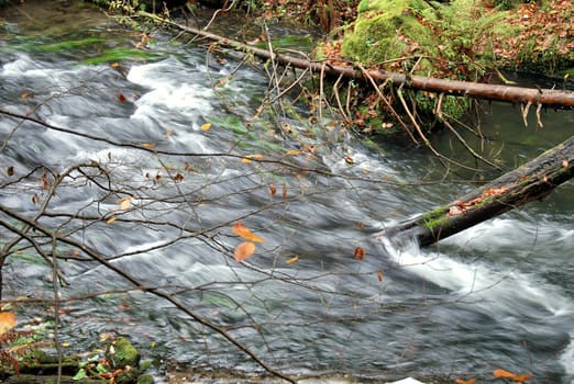 Dirty stream in the deep forest.