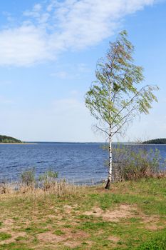 Summer landscape. One birch near lake against blue sky with clouds