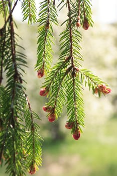 Closeup of pine twig with bud on green background