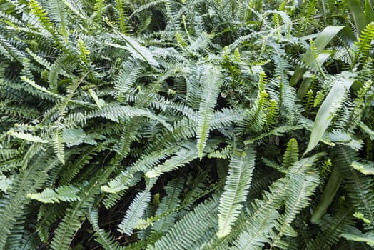 bush of green fern leaves in full growth