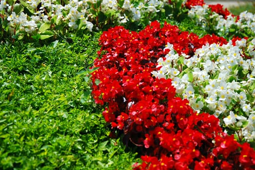 White and red rose in castle garden.