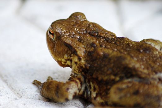 Closeup shoot of ugly brown frog.