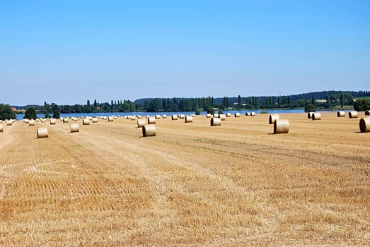 Big field with many straw rolls.