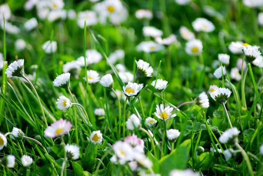 Macro shoot of white daisy.