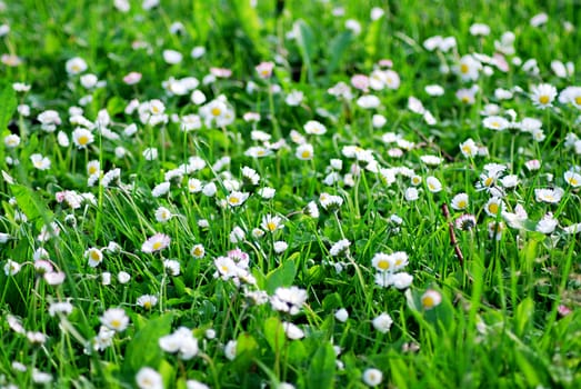 White daisy on the summer meadow.