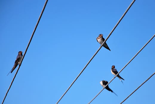 Cliff swallows are siting on the wire.