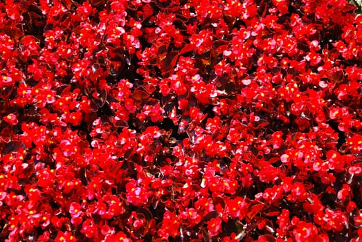 Detail image of red flowers in castle garden.