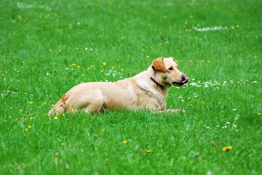 Lying dog on the grass after his play with sticks.