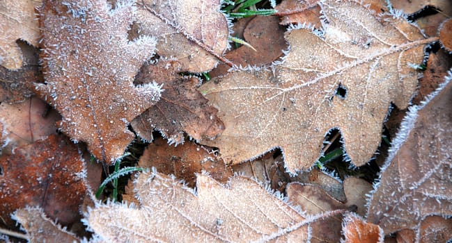 Leafs on the ground with small icing.