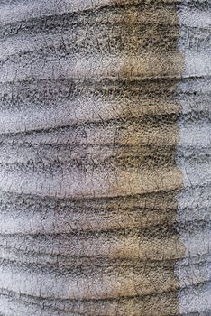 Tree Trunk detail of Jubaea chilensis, Chilean wine palm, Chile cocopalm.