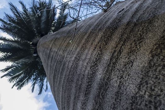 Tree Trunk detail of Jubaea chilensis, Chilean wine palm, Chile cocopalm.