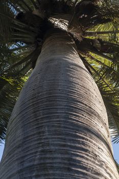 Tree Trunk detail of Jubaea chilensis, Chilean wine palm, Chile cocopalm.