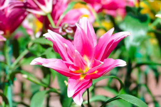 The background image of the colorful flowers, background nature