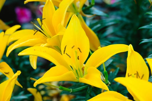 The background image of the colorful flowers, background nature