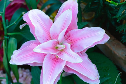 The background image of the colorful flowers, background nature