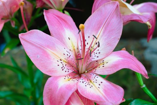 The background image of the colorful flowers, background nature