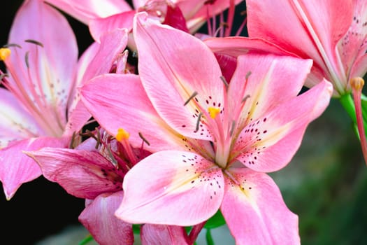 The background image of the colorful flowers, background nature