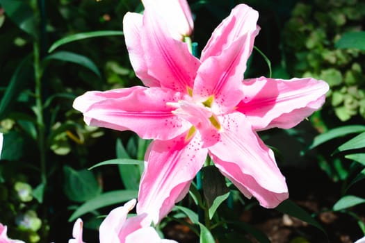 The background image of the colorful flowers, background nature