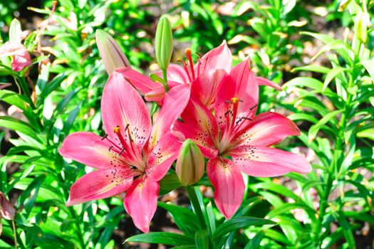 The background image of the colorful flowers, background nature